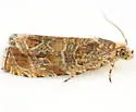 Olethreutes baccatanum - Hodges#2813