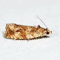 Olethreutes baccatanum - Hodges#2813 - photo 4