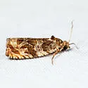 Olethreutes baccatanum - Hodges#2813 - photo 5