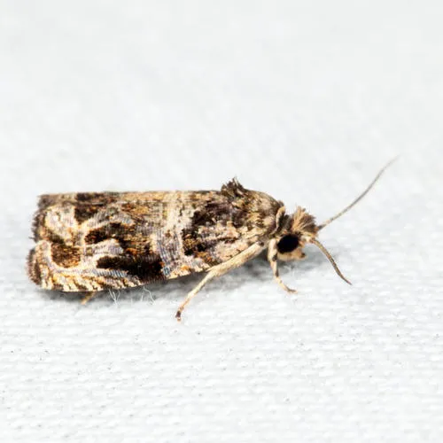 Olethreutes brunneopurpurata - Hodges#2807 - Olethreutes brunneopurpurata