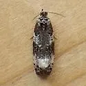 Olethreutes buckellana - Hodges#2858 - photo 3