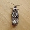 Olethreutes buckellana - Hodges#2858 - photo 4