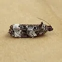 Olethreutes buckellana - Hodges#2858 - photo 5