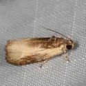 Olethreutes clavana - Hodges#2799 - photo 2