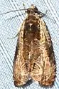 Olethreutes clavana - Hodges#2799 - photo 4