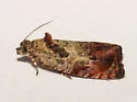 Olethreutes comandranum - Hodges#2777 - Olethreutes comandranum