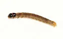Olethreutes comandranum - Hodges#2777 - photo 3