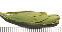 Olethreutes comandranum - Hodges#2777 - photo 4