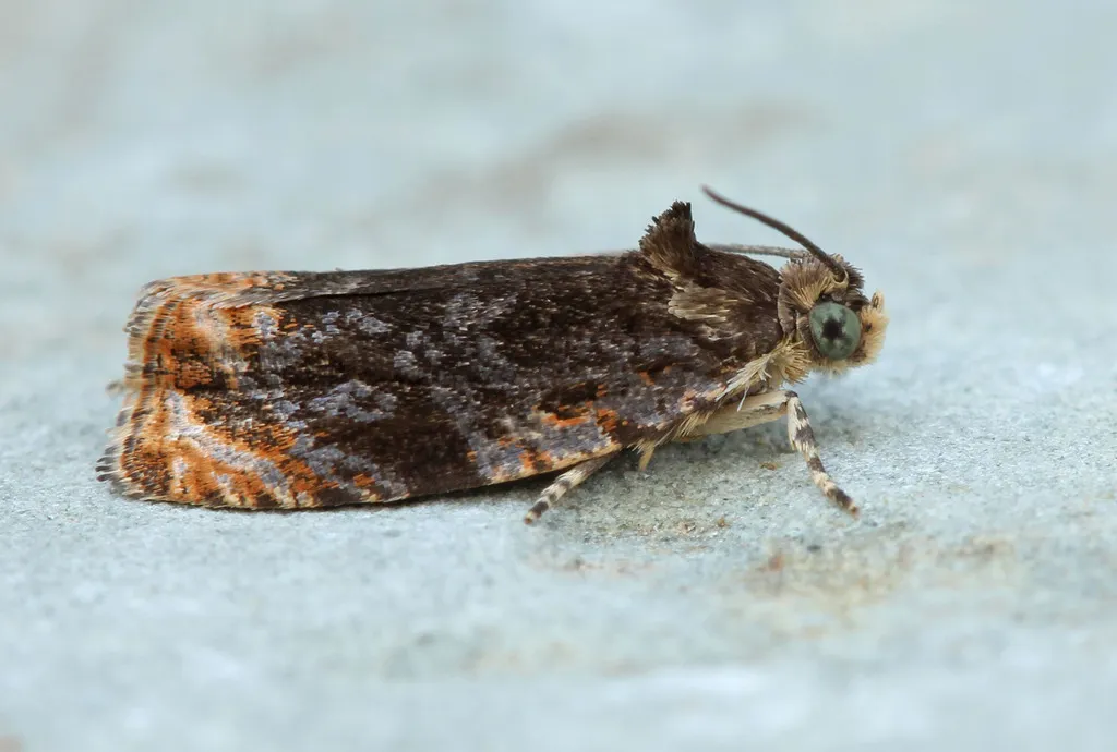 Olethreutes concinnana - Hodges#2822 - photo 2