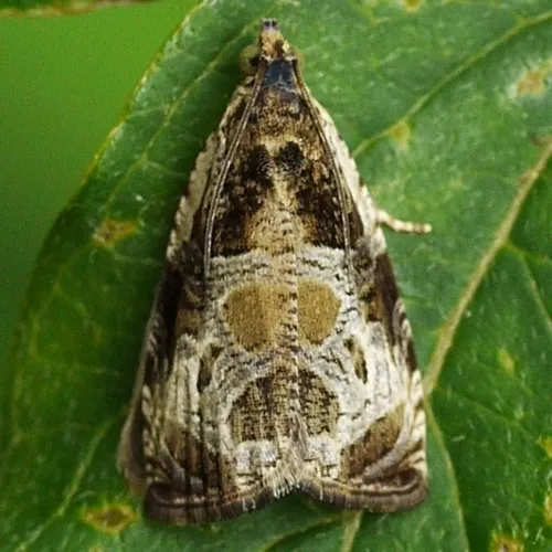 Bunchberry Leaffolder Moth - Hodges#2787 - Olethreutes connectum
