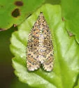 Olethreutes coruscana - Hodges#2838 - photo 2