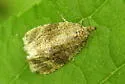 Olethreutes coruscana - Hodges#2838 - photo 4