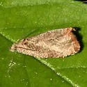 Olethreutes corylana - Hodges#2805 - Olethreutes corylana