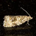 Olethreutes deprecatoria - Hodges#2844 - Olethreutes deprecatoria