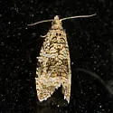 Olethreutes deprecatoria - Hodges#2844 - photo 2