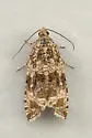 Olethreutes deprecatoria - Hodges#2844 - photo 3