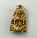 Olethreutes deprecatoria - Hodges#2844 - photo 4