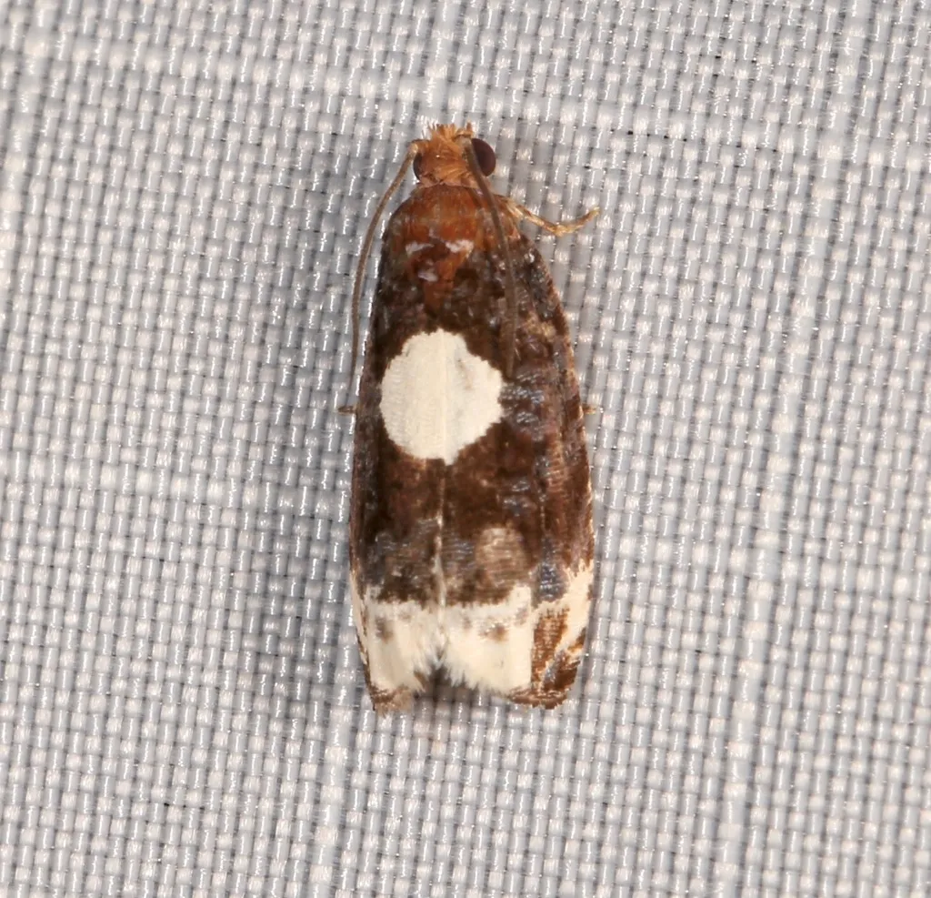 Olethreutes devotana - Hodges#2857 - photo 2