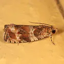 Olethreutes electrofuscum - Hodges#2781 - Olethreutes electrofuscum