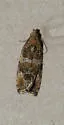 Olethreutes electrofuscum - Hodges#2781 - photo 4