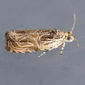 Olethreutes exaeresimum - Hodges#2825 - photo 2