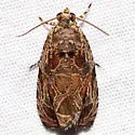 Olethreutes exaeresimum - Hodges#2825 - photo 3
