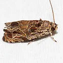 Olethreutes exaeresimum - Hodges#2825 - photo 4