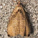 Wretched Olethreutes Moth - Hodges#2791