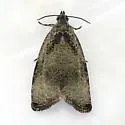 Wretched Olethreutes Moth - Hodges#2791 - photo 2