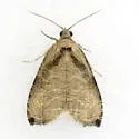 Wretched Olethreutes Moth - Hodges#2791 - photo 3