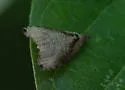 Wretched Olethreutes Moth - Hodges#2791 - photo 4