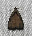 Wretched Olethreutes Moth - Hodges#2791 - photo 5