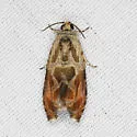Olethreutes fagigemmeana - Hodges#2809 - photo 5