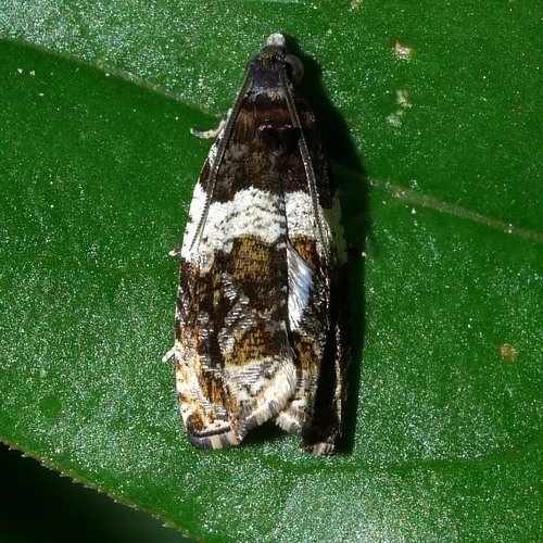 Banded Olethreutes Moth - photo 4