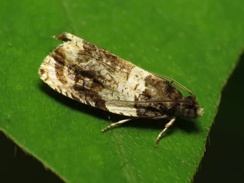 Banded Olethreutes Moth - photo 5