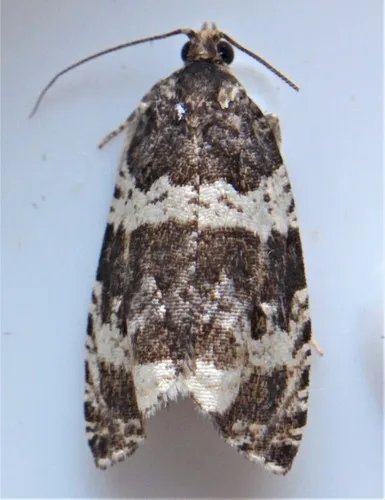 Banded Olethreutes Moth - photo 6