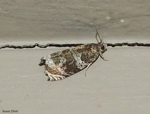 Banded Olethreutes Moth - photo 7