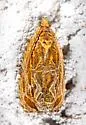 Olethreutes ferrugineanum - Hodges#2808