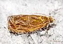 Olethreutes ferrugineanum - Hodges#2808 - photo 2