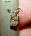 Woolly-backed Moth - Hodges#2776