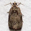 Woolly-backed Moth - Hodges#2776 - photo 3