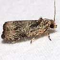 Woolly-backed Moth - Hodges#2776 - photo 4