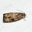 Woolly-backed Moth - Hodges#2776 - photo 5