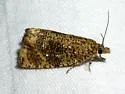 Olethreutes galaxana - Hodges#2835 - photo 4