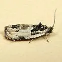 Putty-patched Moth - Hodges#2828