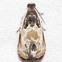 Putty-patched Moth - Hodges#2828 - photo 2