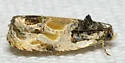 Putty-patched Moth - Hodges#2828 - photo 3
