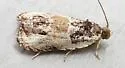 Putty-patched Moth - Hodges#2828 - photo 4