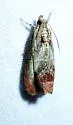 Witch-hazel Olethreutes - Hodges#2804 - photo 3