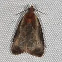 Inornate Olethreutes - Hodges#2788 - photo 2